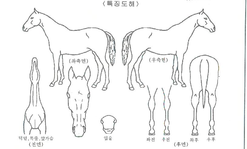 ¿ÍÈ£»êÀÇ Ãø¸é,¿ì¸é,µÞ¸é,µÎ»ó,´Ù¸®ÀÇ Æ¯Â¡µµÇØ