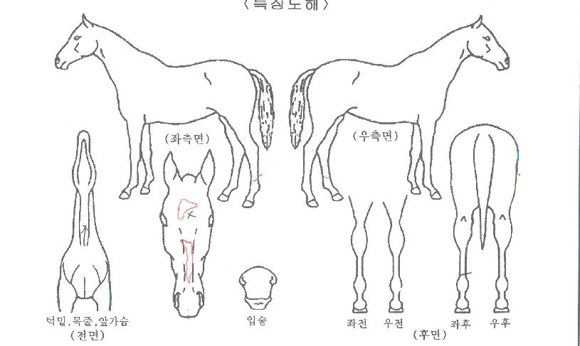 �����Ͼ��ڸ��� ����,���,�޸�,�λ�,�ٸ��� Ư¡����