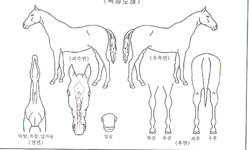 Á¤¹®¼¹ÌÆ®ÀÇ Ãø¸é,¿ì¸é,µÞ¸é,µÎ»ó,´Ù¸®ÀÇ Æ¯Â¡µµÇØ