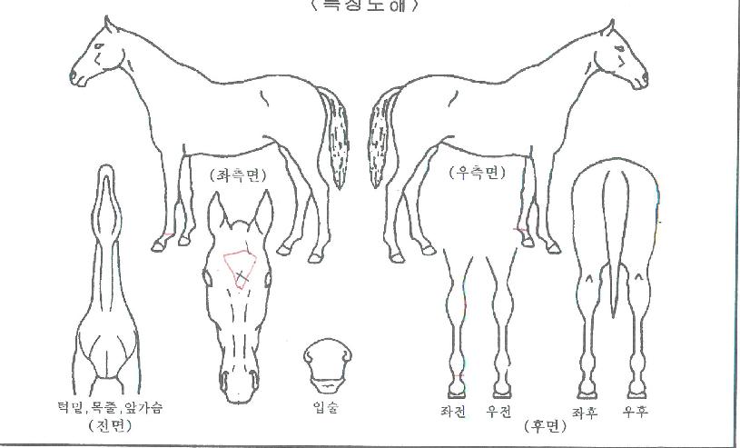 ���̿����Ŀ��� ����,���,�޸�,�λ�,�ٸ��� Ư¡����