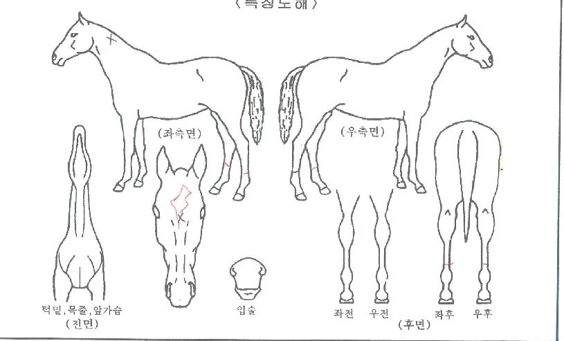 ½ºÆäÀ̽ºÆÄ¿öÀÇ Ãø¸é,¿ì¸é,µÞ¸é,µÎ»ó,´Ù¸®ÀÇ Æ¯Â¡µµÇØ