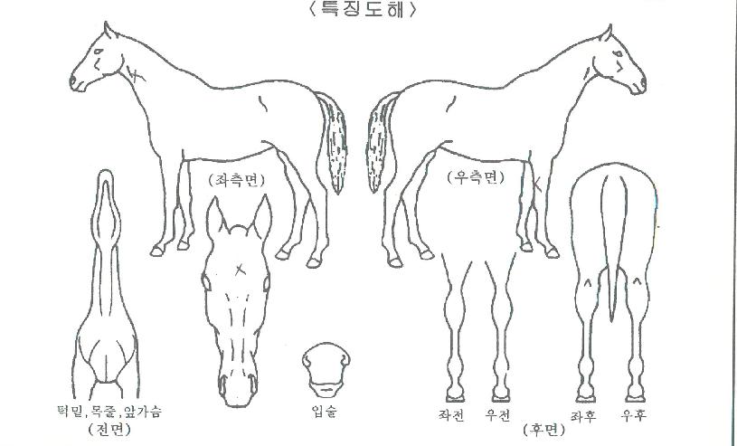 Ä«ÇÇ´ñÀÇ Ãø¸é,¿ì¸é,µÞ¸é,µÎ»ó,´Ù¸®ÀÇ Æ¯Â¡µµÇØ