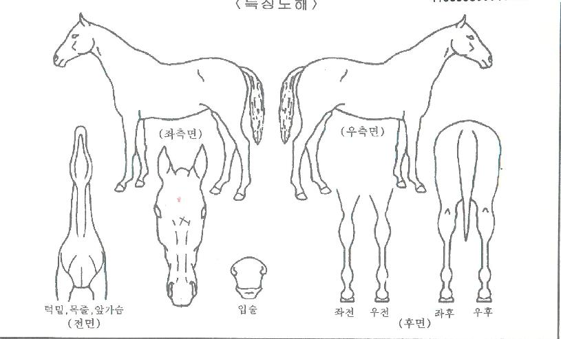 µå¸²Æ÷·¹ÀÇ Ãø¸é,¿ì¸é,µÞ¸é,µÎ»ó,´Ù¸®ÀÇ Æ¯Â¡µµÇØ