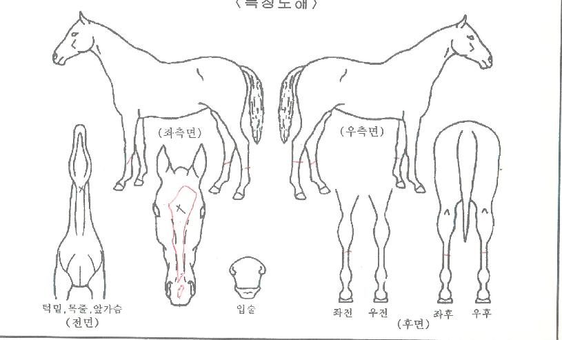 ���̸�ǻ���� ����,���,�޸�,�λ�,�ٸ��� Ư¡����