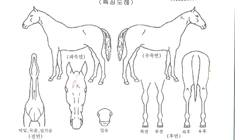 Àεð¾ðÈ÷¾î·ÎÀÇ Ãø¸é,¿ì¸é,µÞ¸é,µÎ»ó,´Ù¸®ÀÇ Æ¯Â¡µµÇØ