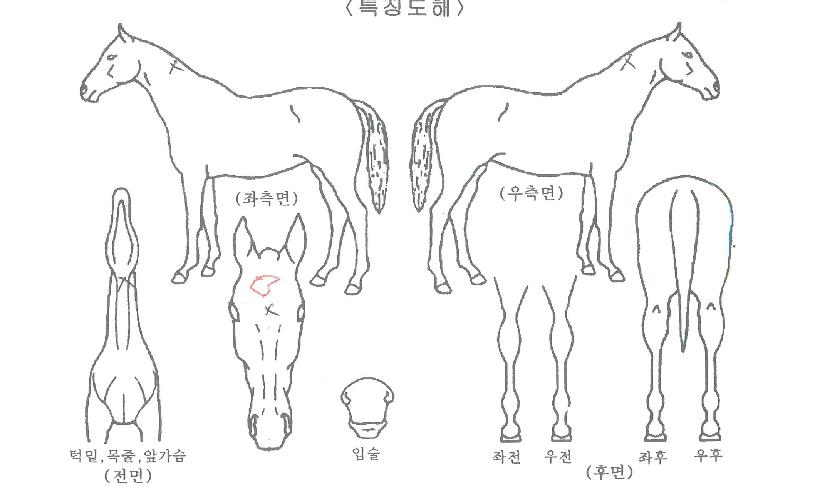 �ٴٻ��ڸ��� ����,���,�޸�,�λ�,�ٸ��� Ư¡����