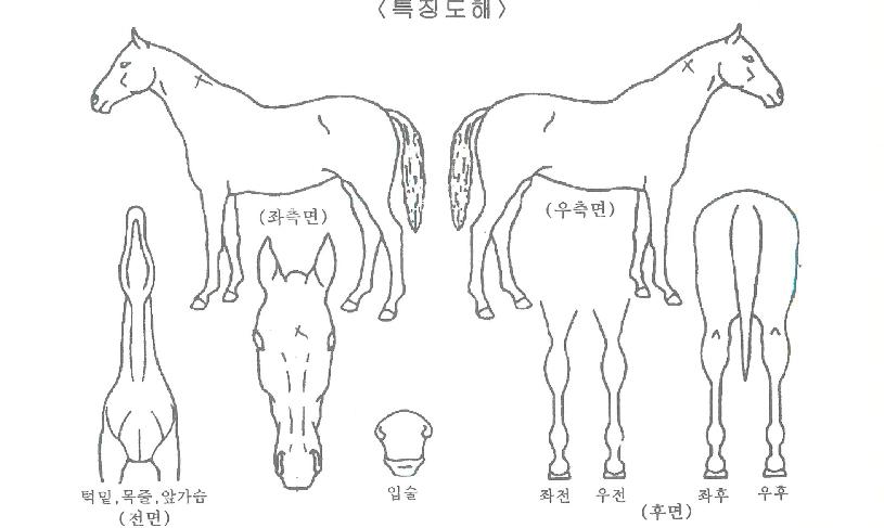 ½º¸¶Æ®½ÃƼÀÇ Ãø¸é,¿ì¸é,µÞ¸é,µÎ»ó,´Ù¸®ÀÇ Æ¯Â¡µµÇØ