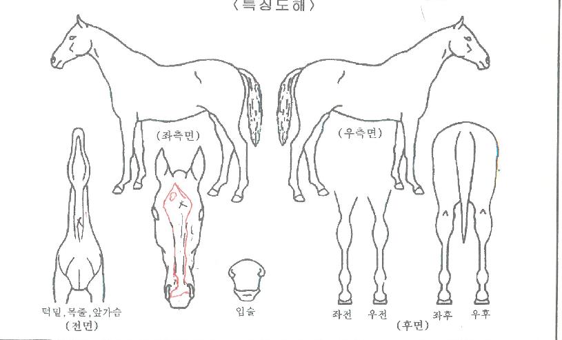 ÅõÅõÆä¾î¸®ÀÇ Ãø¸é,¿ì¸é,µÞ¸é,µÎ»ó,´Ù¸®ÀÇ Æ¯Â¡µµÇØ