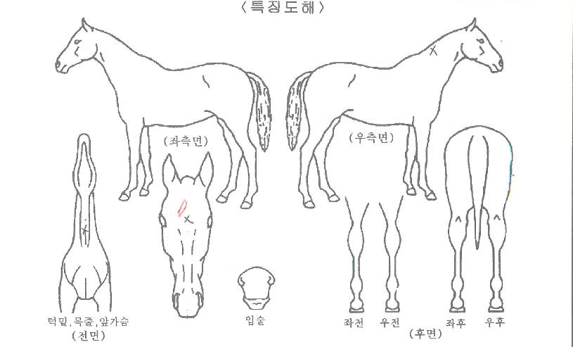 ��Ʈ��ִ��� ����,���,�޸�,�λ�,�ٸ��� Ư¡����