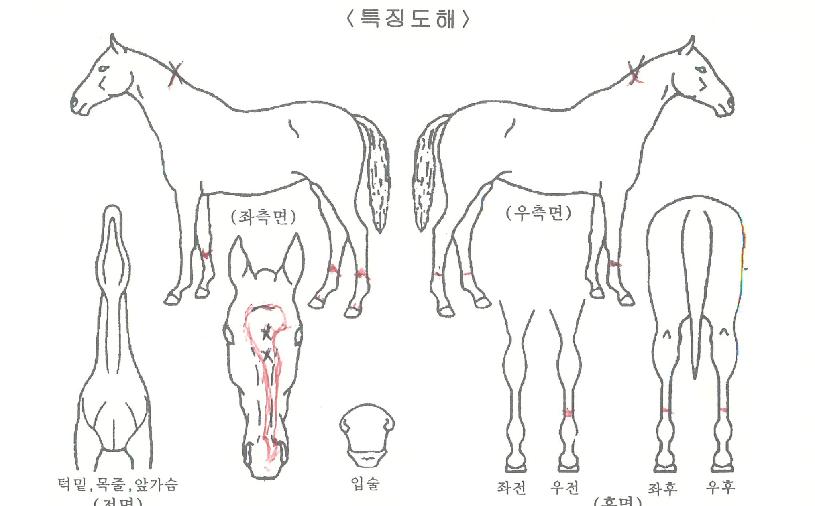 ¿ø´õÇ®¼¼»óÀÇ Ãø¸é,¿ì¸é,µÞ¸é,µÎ»ó,´Ù¸®ÀÇ Æ¯Â¡µµÇØ