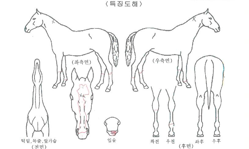 ���׽�Ÿ�� ����,���,�޸�,�λ�,�ٸ��� Ư¡����