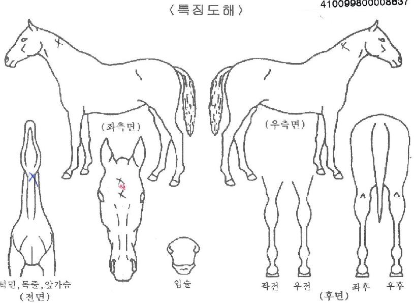 �����鸮�� ����,���,�޸�,�λ�,�ٸ��� Ư¡����