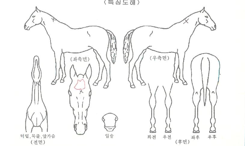 ����ī�� ����,���,�޸�,�λ�,�ٸ��� Ư¡����