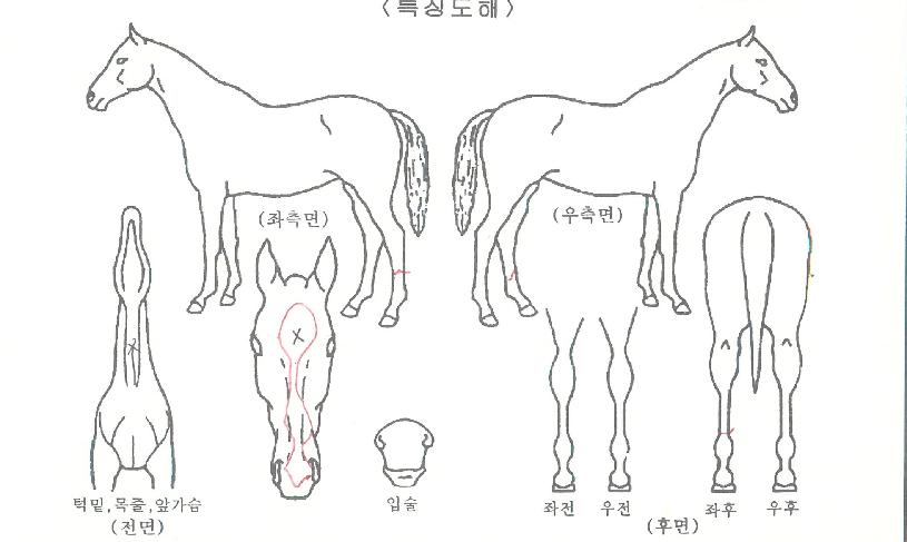 ¸Ê½ÃÃÖ°ÀÇ Ãø¸é,¿ì¸é,µÞ¸é,µÎ»ó,´Ù¸®ÀÇ Æ¯Â¡µµÇØ