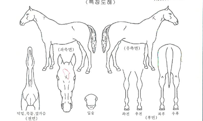 ��Ƽ��Ʈ�����ڸ��� ����,���,�޸�,�λ�,�ٸ��� Ư¡����