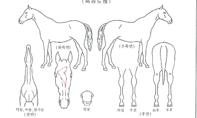 ¿ÍÀϵåÅ·´ýÀÇ Ãø¸é,¿ì¸é,µÞ¸é,µÎ»ó,´Ù¸®ÀÇ Æ¯Â¡µµÇØ