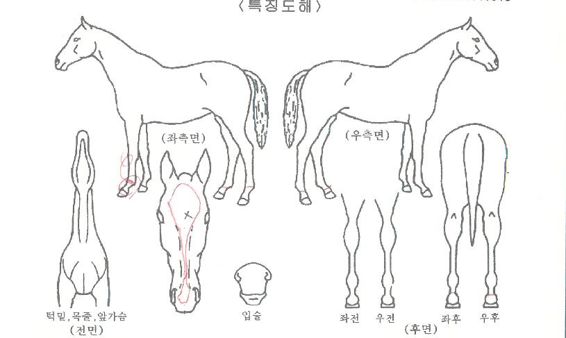 ȨÆ÷´õȦ¸®µ¥ÀÌÁîÀÚ¸¶ÀÇ Ãø¸é,¿ì¸é,µÞ¸é,µÎ»ó,´Ù¸®ÀÇ Æ¯Â¡µµÇØ