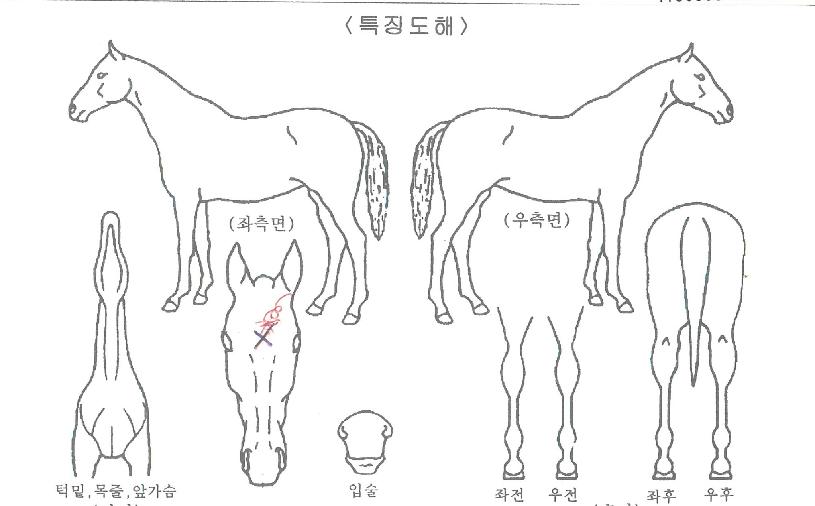 ȫ���� ����,���,�޸�,�λ�,�ٸ��� Ư¡����