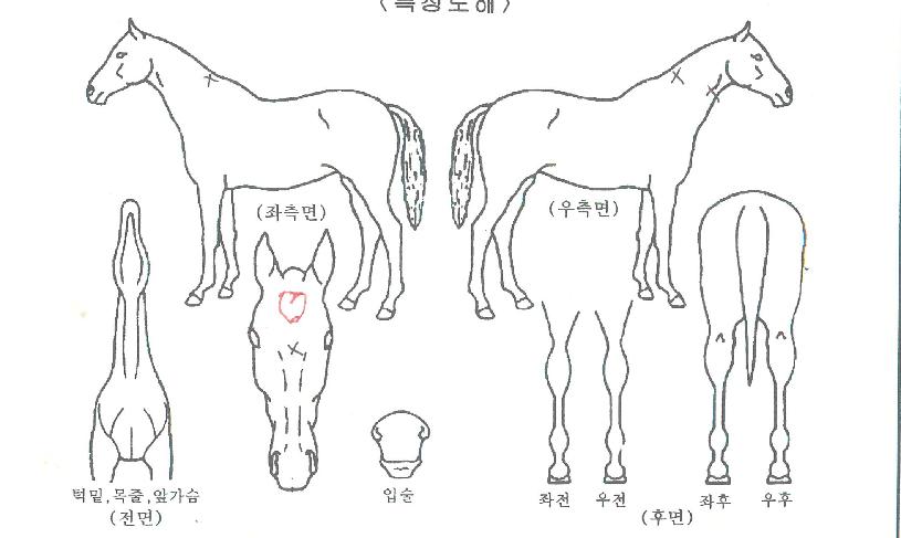 �۽�Ʈ���̽��� ����,���,�޸�,�λ�,�ٸ��� Ư¡����