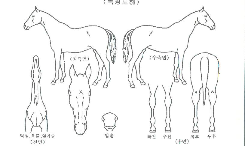 ÆÇŸ½ºÆ½À§³ÊÀÇ Ãø¸é,¿ì¸é,µÞ¸é,µÎ»ó,´Ù¸®ÀÇ Æ¯Â¡µµÇØ