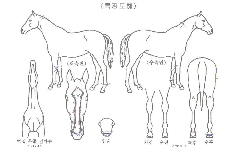 ¸ÚÁø½ÂºÎÀÇ Ãø¸é,¿ì¸é,µÞ¸é,µÎ»ó,´Ù¸®ÀÇ Æ¯Â¡µµÇØ