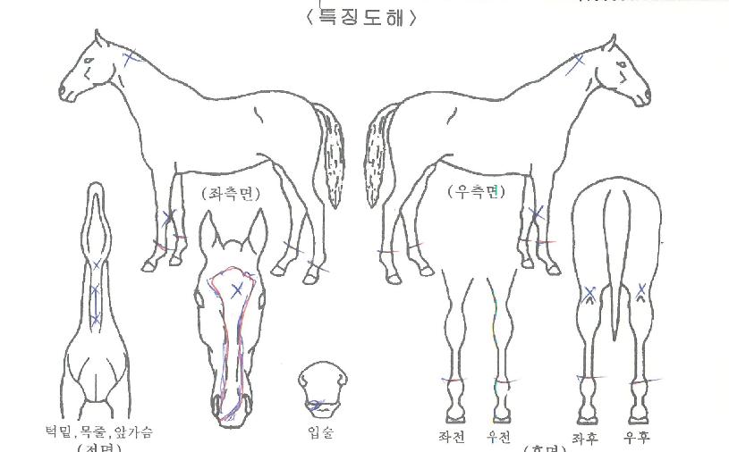 À峪µéÀÌÀÇ Ãø¸é,¿ì¸é,µÞ¸é,µÎ»ó,´Ù¸®ÀÇ Æ¯Â¡µµÇØ