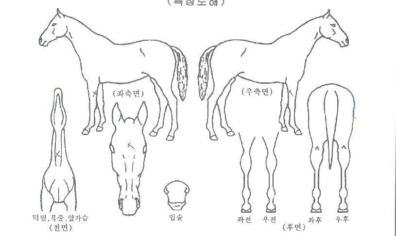 û´ãÆÄÀ̾îÀÇ Ãø¸é,¿ì¸é,µÞ¸é,µÎ»ó,´Ù¸®ÀÇ Æ¯Â¡µµÇØ