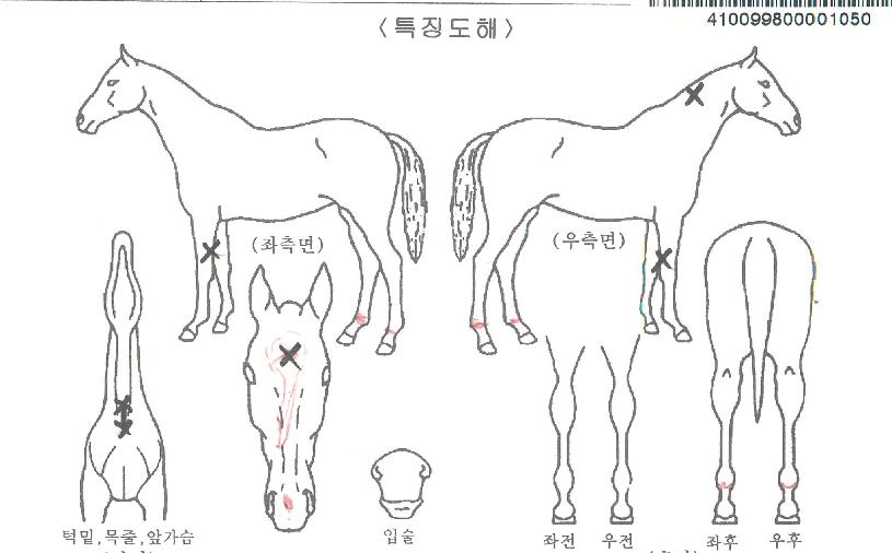 ���̾ƺ����� ����,���,�޸�,�λ�,�ٸ��� Ư¡����