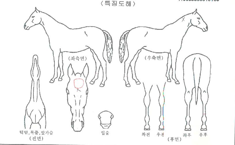 ¼±¾ËÆÄÀÇ Ãø¸é,¿ì¸é,µÞ¸é,µÎ»ó,´Ù¸®ÀÇ Æ¯Â¡µµÇØ