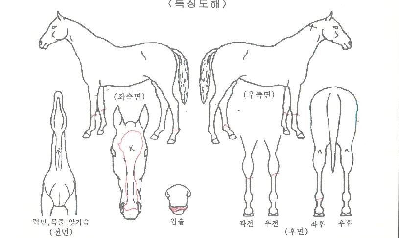 �Ｚ����� ����,���,�޸�,�λ�,�ٸ��� Ư¡����