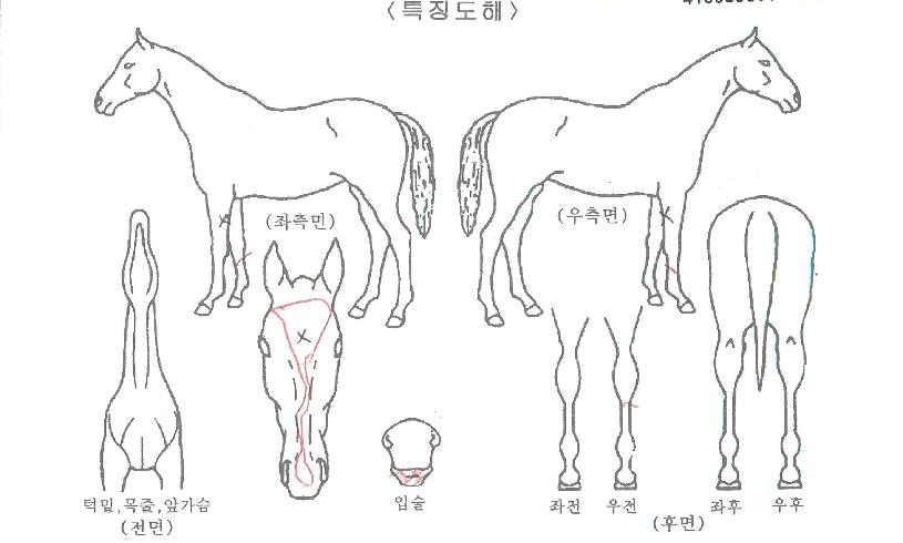 õµÕ¿©¿ïÀÇ Ãø¸é,¿ì¸é,µÞ¸é,µÎ»ó,´Ù¸®ÀÇ Æ¯Â¡µµÇØ