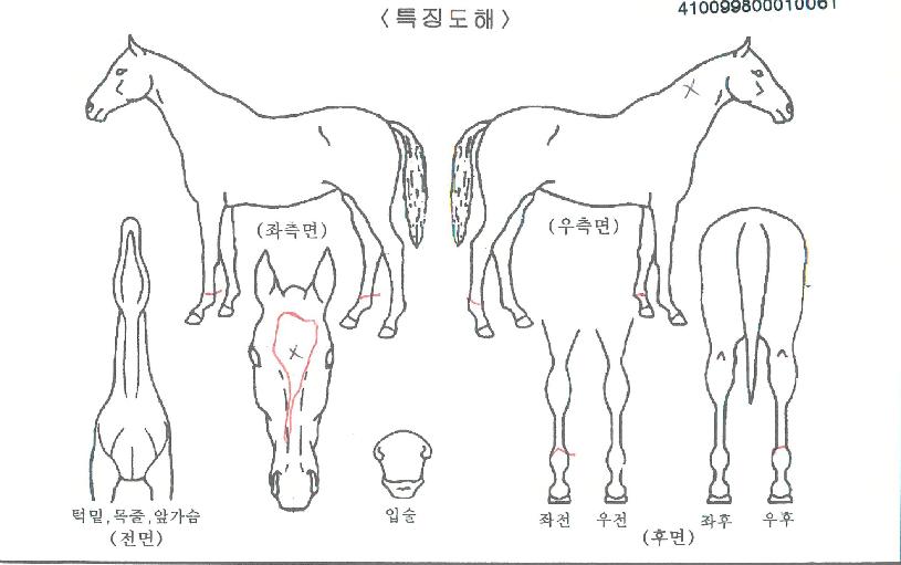 ÆÄ¿ö¿ø´õÇ®ÀÇ Ãø¸é,¿ì¸é,µÞ¸é,µÎ»ó,´Ù¸®ÀÇ Æ¯Â¡µµÇØ