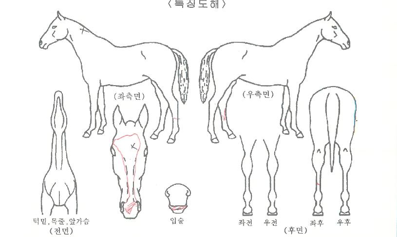 ���ǿ����� ����,���,�޸�,�λ�,�ٸ��� Ư¡����