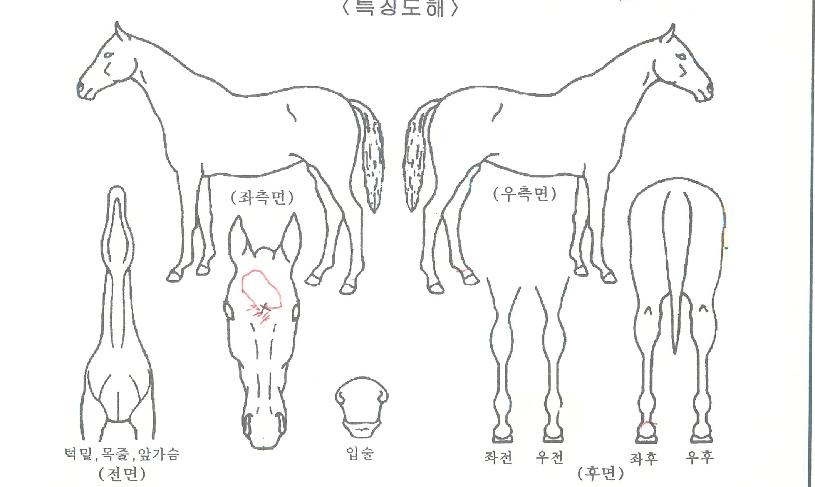 �����ڶ��� ����,���,�޸�,�λ�,�ٸ��� Ư¡����