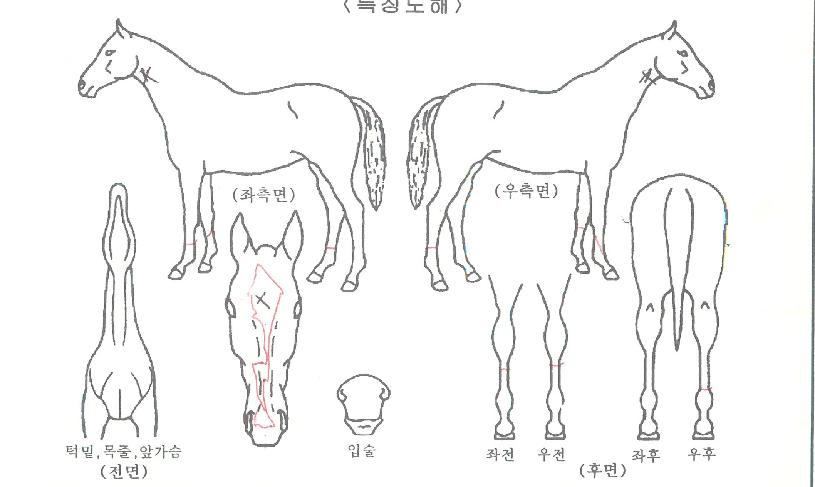 ¹öµé¹Ù¶÷ÀÇ Ãø¸é,¿ì¸é,µÞ¸é,µÎ»ó,´Ù¸®ÀÇ Æ¯Â¡µµÇØ