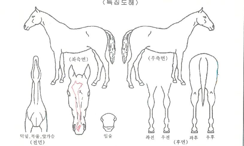 �ö����̱۽��� ����,���,�޸�,�λ�,�ٸ��� Ư¡����