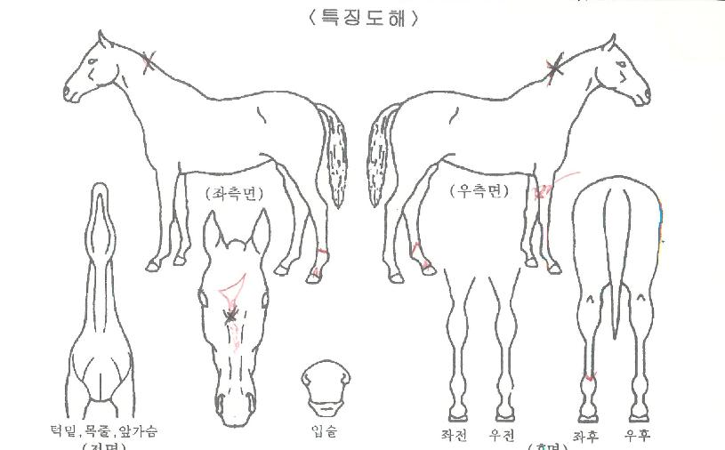 ¸¶ÀÌÆ¼Å²ÀÇ Ãø¸é,¿ì¸é,µÞ¸é,µÎ»ó,´Ù¸®ÀÇ Æ¯Â¡µµÇØ