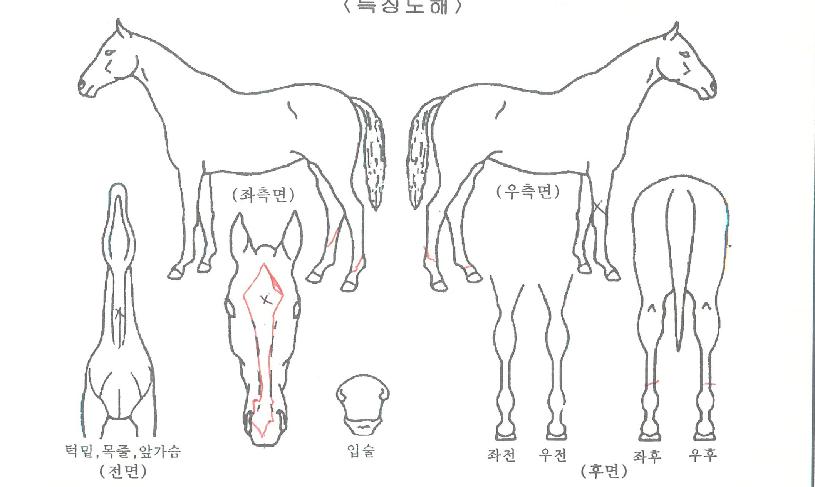 ��ö�ٸ��� ����,���,�޸�,�λ�,�ٸ��� Ư¡����