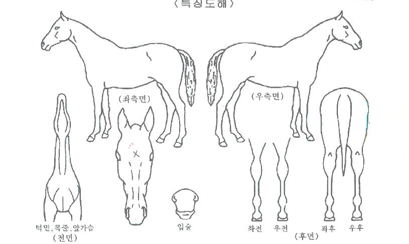 ���쿣�׿콺�� ����,���,�޸�,�λ�,�ٸ��� Ư¡����