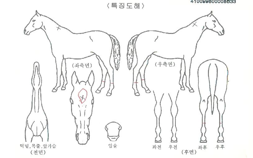 ¾îµå¹ê½ºÀÇ Ãø¸é,¿ì¸é,µÞ¸é,µÎ»ó,´Ù¸®ÀÇ Æ¯Â¡µµÇØ