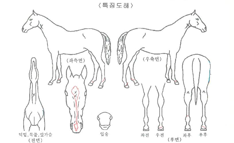 ¸ÞÆ®·Î°ÉÀÚ¸¶ÀÇ Ãø¸é,¿ì¸é,µÞ¸é,µÎ»ó,´Ù¸®ÀÇ Æ¯Â¡µµÇØ
