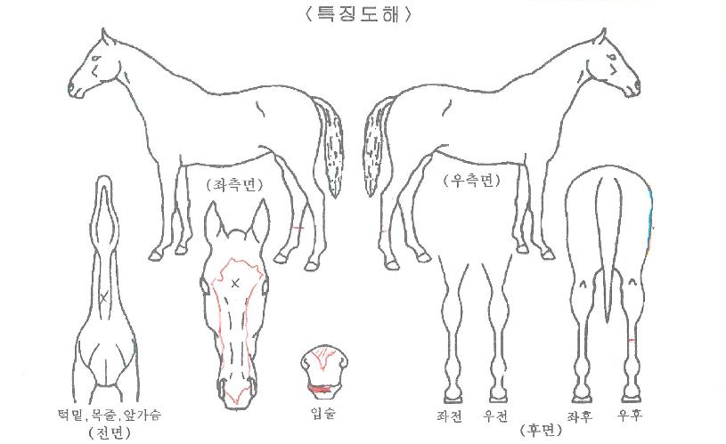 ¿Ó¾î½ºÆä¼ÈÀÇ Ãø¸é,¿ì¸é,µÞ¸é,µÎ»ó,´Ù¸®ÀÇ Æ¯Â¡µµÇØ