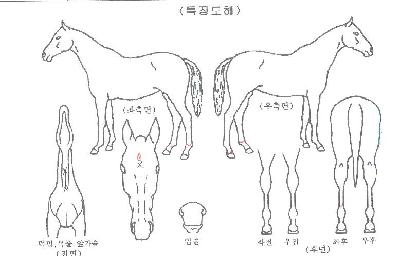 ǻóŷ�� ����,���,�޸�,�λ�,�ٸ��� Ư¡����