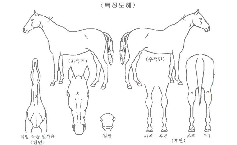 ºÒ²É·¯³ÊÀÇ Ãø¸é,¿ì¸é,µÞ¸é,µÎ»ó,´Ù¸®ÀÇ Æ¯Â¡µµÇØ