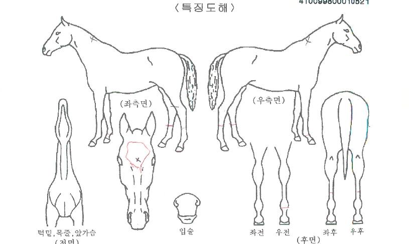 ÁøÁÖ»ç¶ûÀÇ Ãø¸é,¿ì¸é,µÞ¸é,µÎ»ó,´Ù¸®ÀÇ Æ¯Â¡µµÇØ