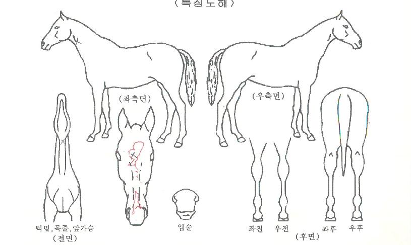 ¿©¿ÕÀǹ̼ÒÀÇ Ãø¸é,¿ì¸é,µÞ¸é,µÎ»ó,´Ù¸®ÀÇ Æ¯Â¡µµÇØ