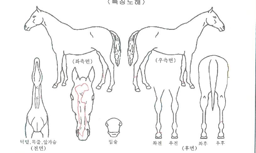 ��ƿ��Ʈ�� ����,���,�޸�,�λ�,�ٸ��� Ư¡����