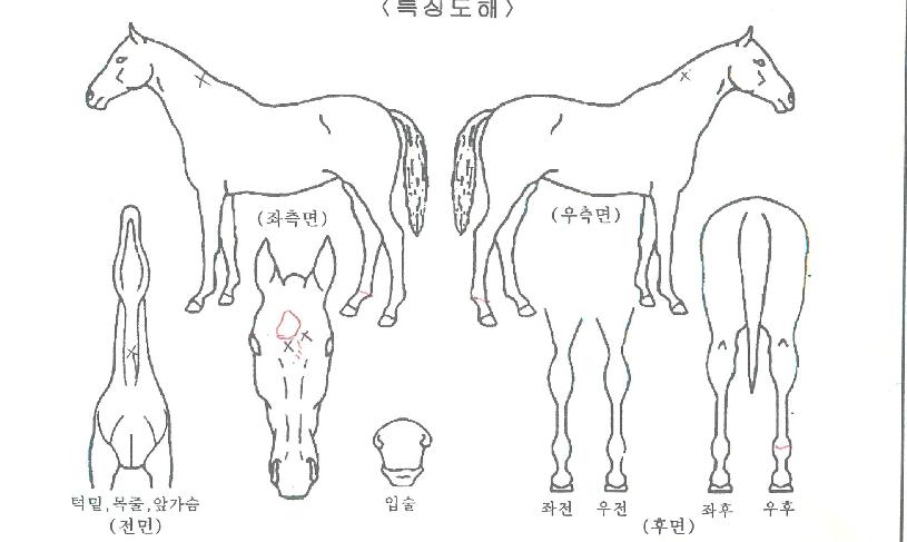 ±Ý´ç³ª·¡ÀÇ Ãø¸é,¿ì¸é,µÞ¸é,µÎ»ó,´Ù¸®ÀÇ Æ¯Â¡µµÇØ