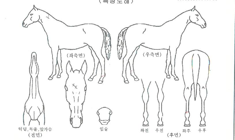 ¸®Æ²¹Ì½ºÀÇ Ãø¸é,¿ì¸é,µÞ¸é,µÎ»ó,´Ù¸®ÀÇ Æ¯Â¡µµÇØ