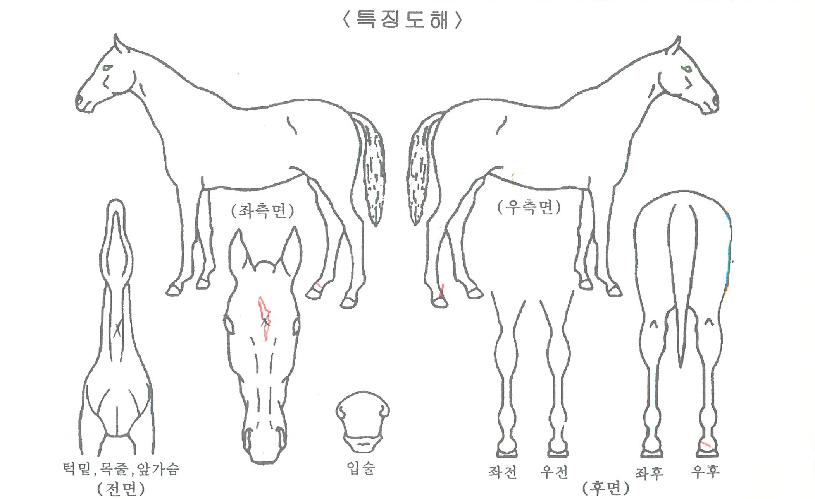 Åé¿Àºê´õ°ÉÀÇ Ãø¸é,¿ì¸é,µÞ¸é,µÎ»ó,´Ù¸®ÀÇ Æ¯Â¡µµÇØ
